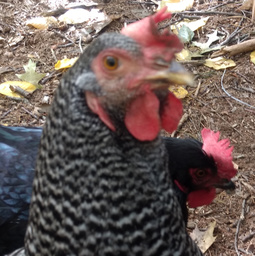 20200929 chicken1